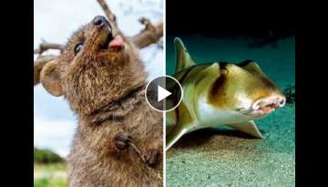 40 Cute, Scary and Weird Australian Animals You'll See for the First Time